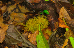 Teloschistes flavicans