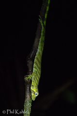 Anolis transversalis