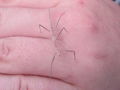 Pachymorpha simplicipes