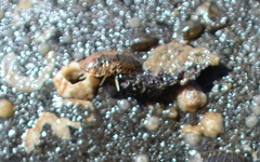 Gnorimosphaeroma oregonense