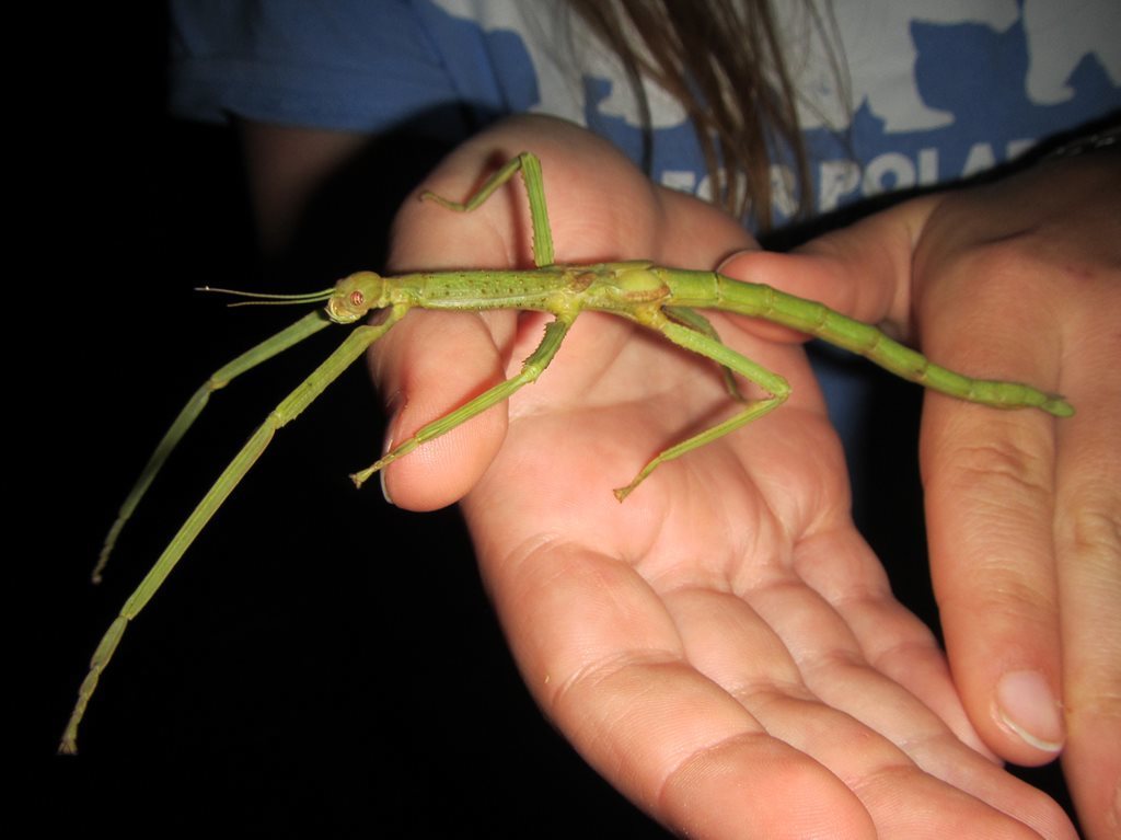 Strong Stick Insect