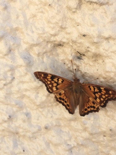 Asterocampa clyton image