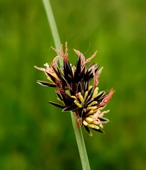 Juncus arcticus littoralis