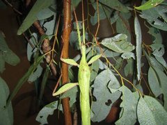 Tropidoderus rhodomus