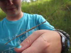 Scionecra milledgei