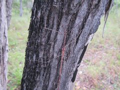 Scionecra milledgei
