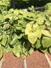 Angiospermae