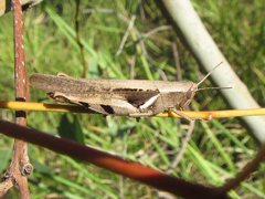 Stenocatantops angustifrons