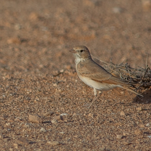 Bar-tailed Lark