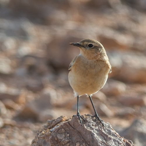 Northern Wheatear