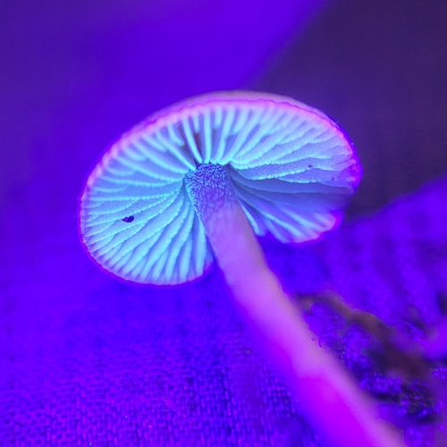 Inocybe petiginosa — (c) Virn Stothers, some rights reserved (CC BY)