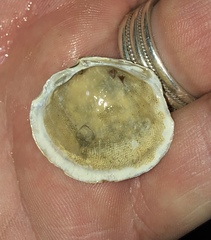 Phacoides pectinatus