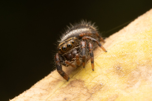 Bold Jumping Spider photographed in Massachusetts