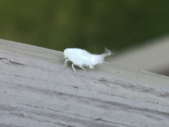 Flatormenis proxima