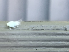 Flatormenis proxima