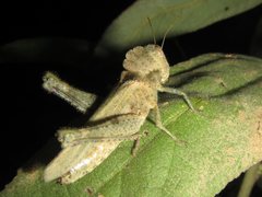 Ecphantus quadrilobus