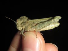 Ecphantus quadrilobus