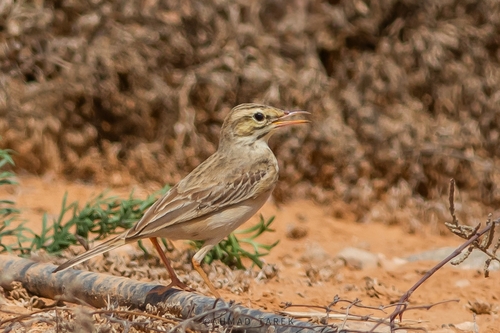 Tawny Pipit