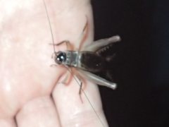 Daintria australicus