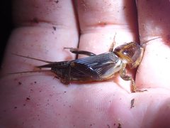Gryllotalpa pluvialis