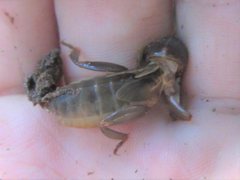 Gryllotalpa pluvialis