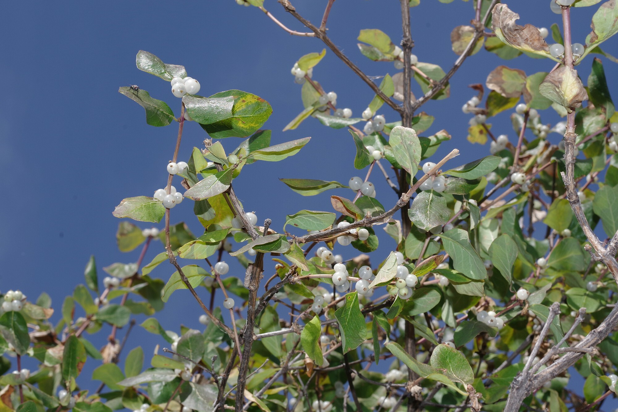 Lonicera arborea  iNaturalist
