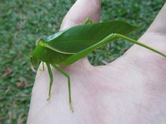 Paracaedicia serrata