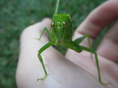 Paracaedicia serrata