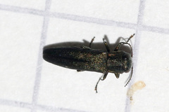 Agrilus angustulus