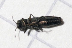 Agrilus angustulus