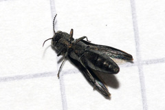 Agrilus angustulus