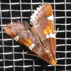 Pyralis regalis
