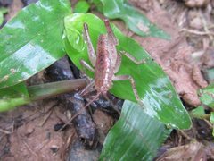 Austrosalomona destructor