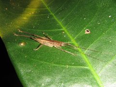 Austrosalomona destructor