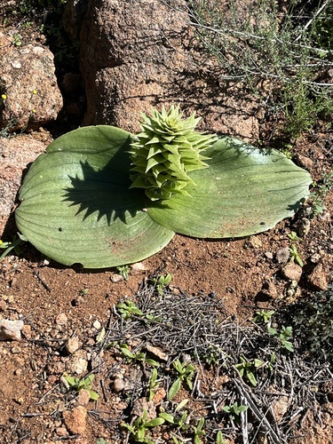 Image of Massonia bifolia by (c) Dave U, some rights reserved (CC BY-SA)