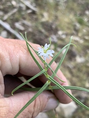 Pseudostellaria