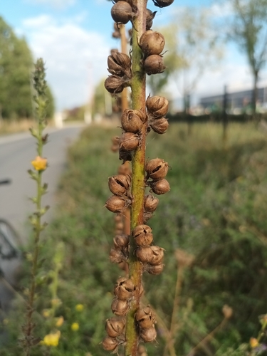 Verbascum virgatum