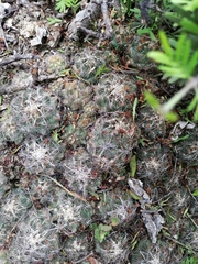 Coryphantha nickelsiae