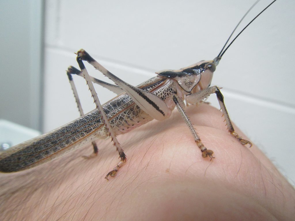Nicsara bifasciata
