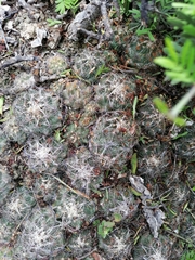 Coryphantha nickelsiae