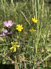 Ranunculus occidentalis occidentalis