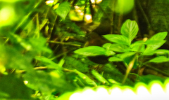 Formicarius moniliger