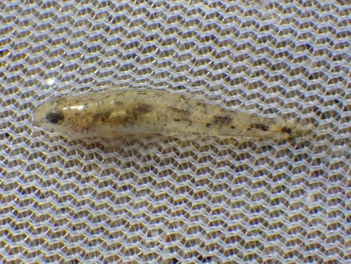 Caucasian Dwarf Goby, Lelystad, Netherlands, photo 8 of 10