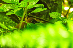 Formicarius moniliger