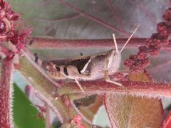 Stenocatantops angustifrons