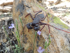 Mastigoproctus tohono