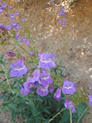Penstemon heterophyllus