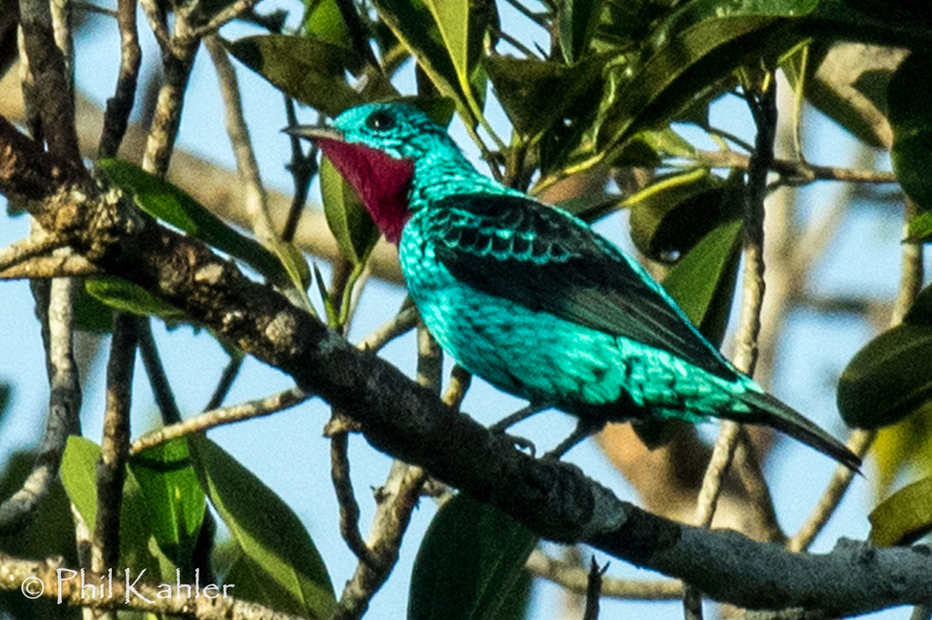 Cotinga Celeste, Cotinga cayana
