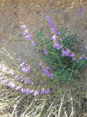 Penstemon heterophyllus