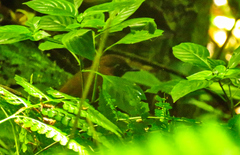 Formicarius moniliger